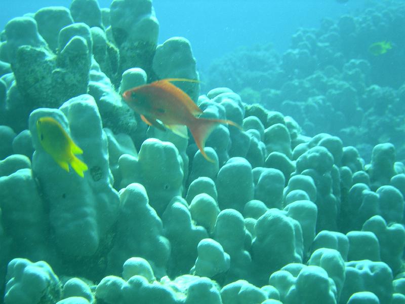 SAFAGA 07  2008 158.jpg